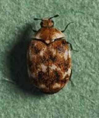 Foto: David Pinniger / Der Museumskäfer Anthrenus verbasci, auf englisch carpet beetle